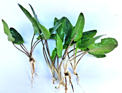 5 x Cryptocoryne wendtii Green tropical aquarium plants