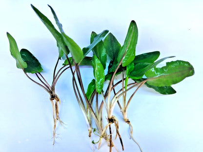 5 x Cryptocoryne wendtii Green tropical aquarium plants