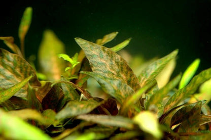 Cryptocoryne nurii Live Aquarium Plants Tropical Tank shrimp safe RARE