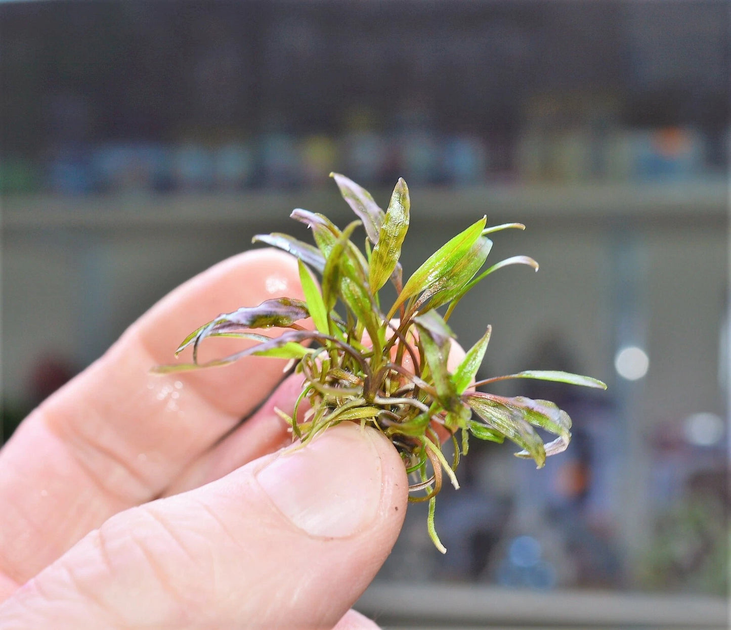 Cryptocoryne nurii Live Aquarium Plants Tropical Tank shrimp safe RARE