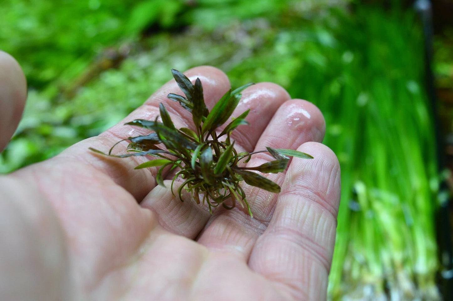 Cryptocoryne nurii Live Aquarium Plants Tropical Tank shrimp safe RARE