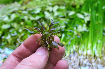 Cryptocoryne nurii Live Aquarium Plants Tropical Tank shrimp safe RARE