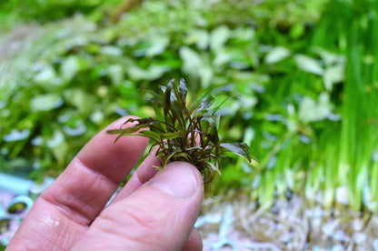 Cryptocoryne nurii Live Aquarium Plants Tropical Tank shrimp safe RARE