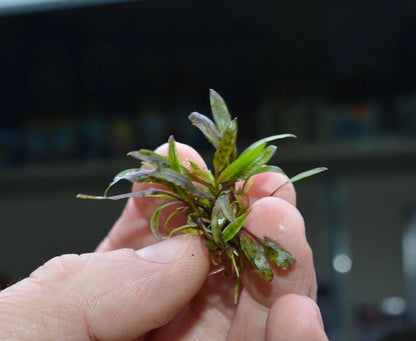 Cryptocoryne nurii Live Aquarium Plants Tropical Tank shrimp safe RARE