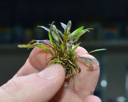 Cryptocoryne nurii Live Aquarium Plants Tropical Tank shrimp safe RARE