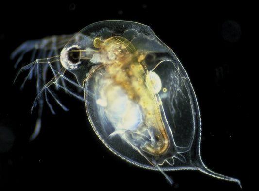 Daphnia