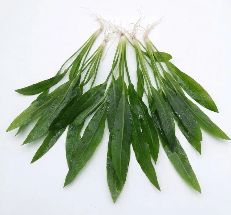 5 x Echinodorus Amazonicus Amazon Sword Live Aquarium Plants Tropical Tank