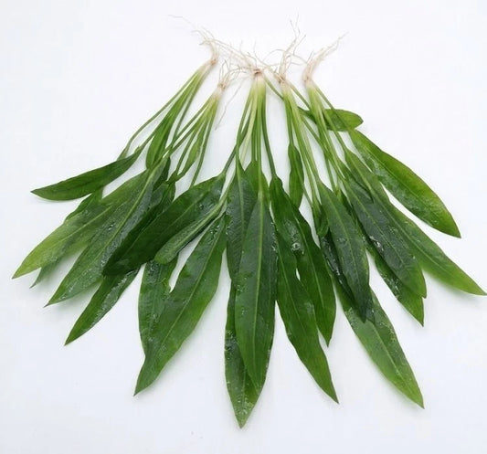 Echinodorus Amazonicus Amazon Sword Live Aquarium Plants Tropical Tank