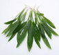 5 x Echinodorus Amazonicus Amazon Sword Live Aquarium Plants Tropical Tank