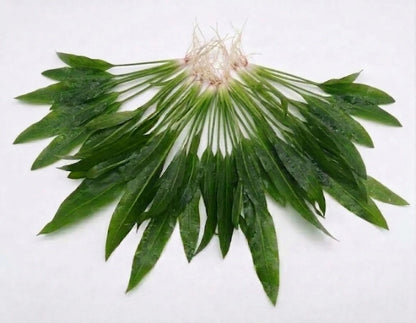 5 x Echinodorus Amazonicus Amazon Sword Live Aquarium Plants Tropical Tank