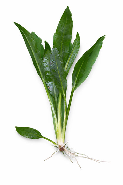 5 x Echinodorus Amazonicus Amazon Sword Live Aquarium Plants Tropical Tank