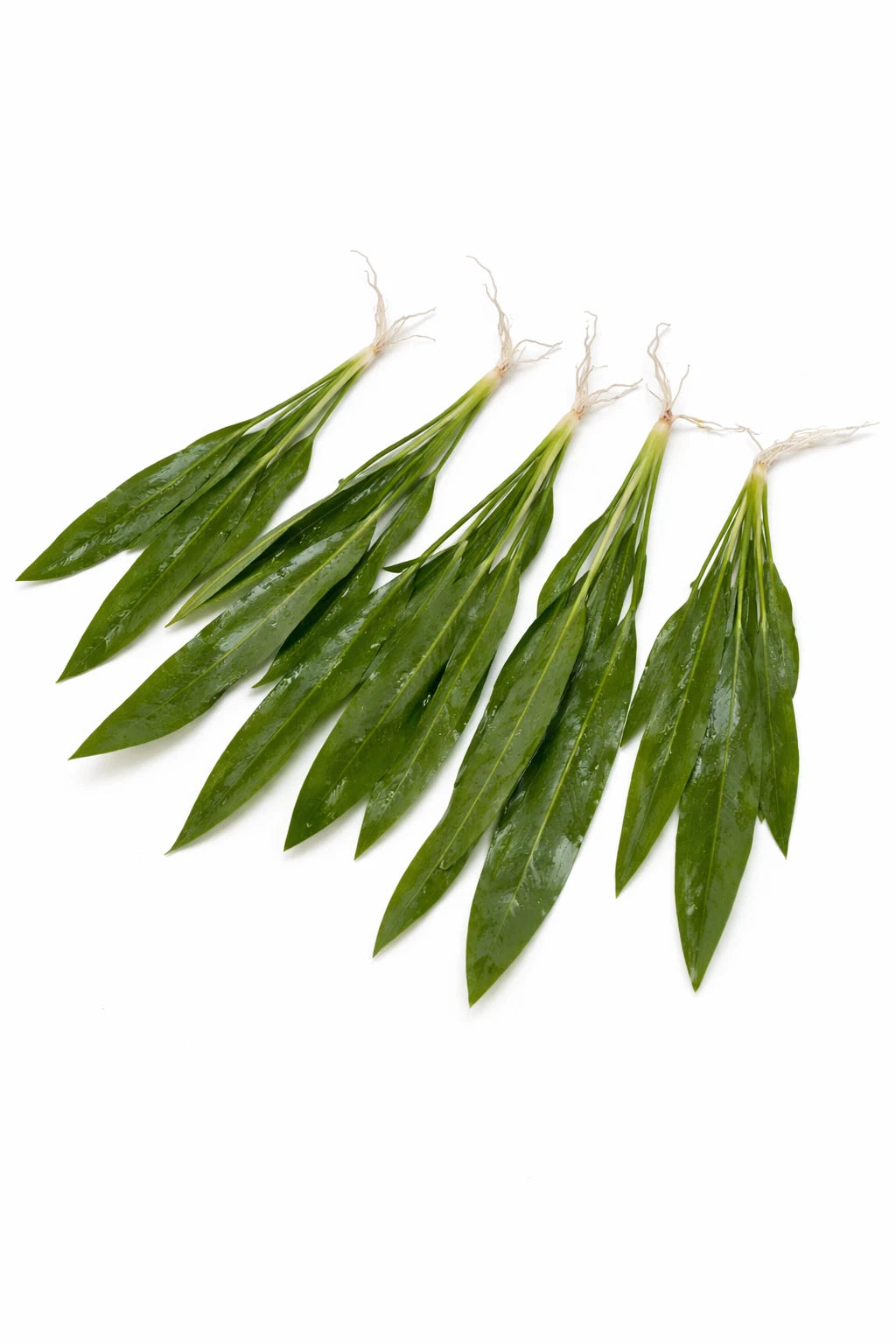 5 x Echinodorus Amazonicus Amazon Sword Live Aquarium Plants Tropical Tank