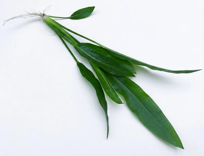 5 x Echinodorus Amazonicus Amazon Sword Live Aquarium Plants Tropical Tank