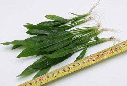 5 x Echinodorus Amazonicus Amazon Sword Live Aquarium Plants Tropical Tank
