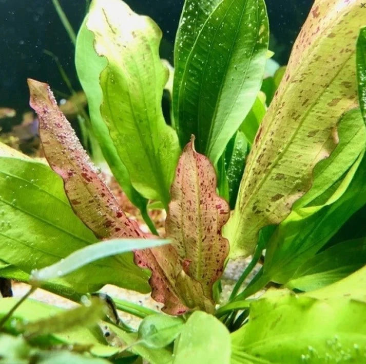 Echinodorus ‘Jaguar’ – Spotted Sword Aquarium Plant | Easy Live Freshwater Plant
