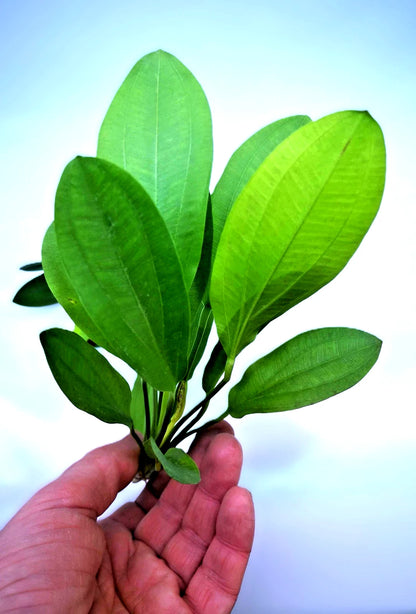 Echinodorus ‘Jaguar’ – Spotted Sword Aquarium Plant | Easy Live Freshwater Plant