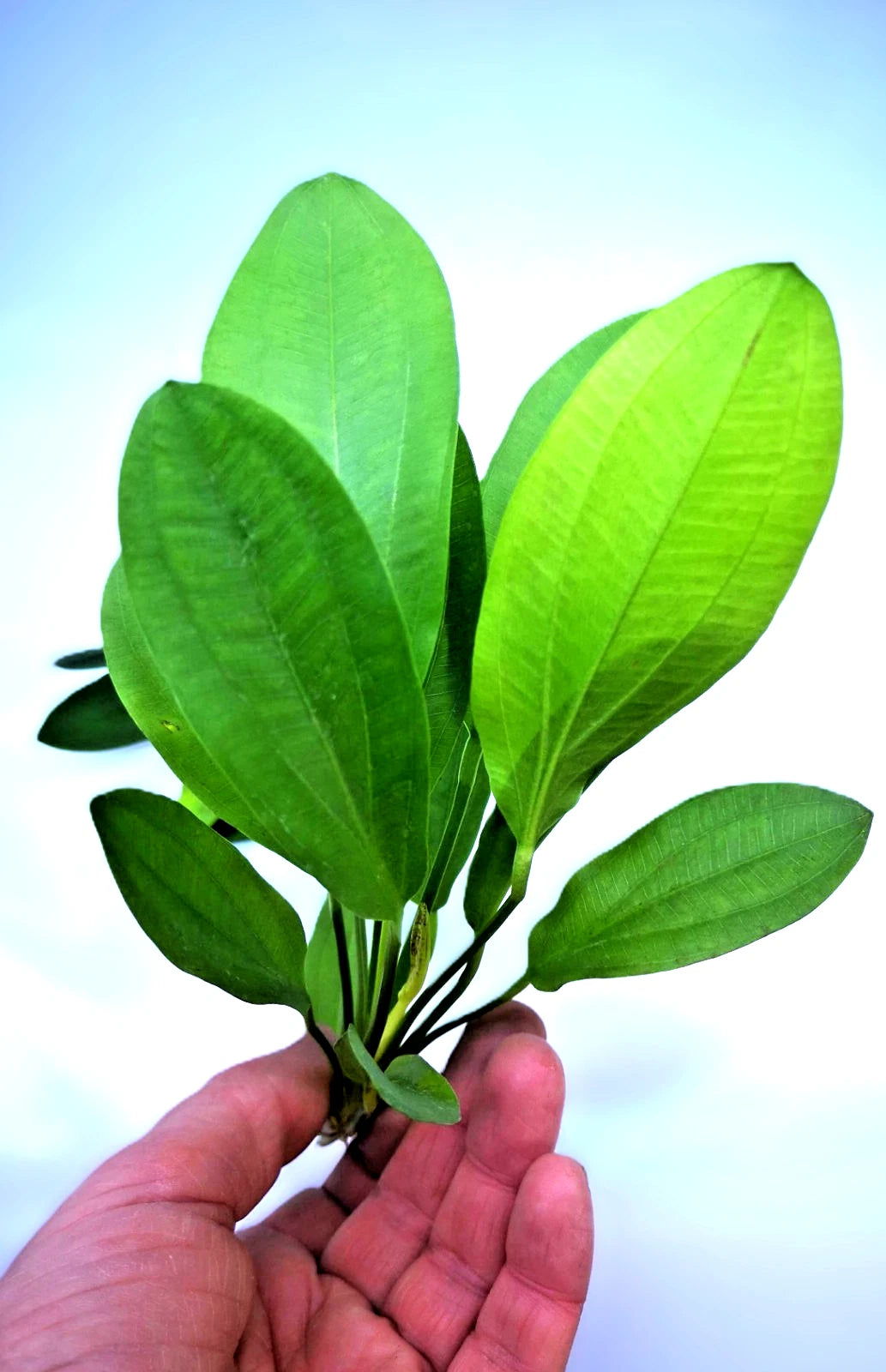 Echinodorus ‘Jaguar’ – Spotted Sword Aquarium Plant | Easy Live Freshwater Plant
