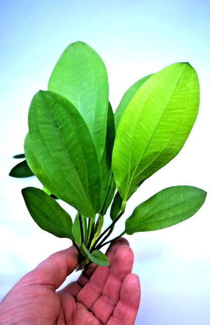 Echinodorus ‘Jaguar’ – Spotted Sword Aquarium Plant | Easy Live Freshwater Plant