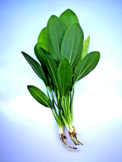 Echinodorus ‘Jaguar’ – Spotted Sword Aquarium Plant | Easy Live Freshwater Plant