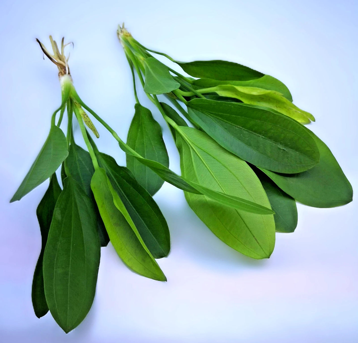 Echinodorus ‘Jaguar’ – Spotted Sword Aquarium Plant | Easy Live Freshwater Plant