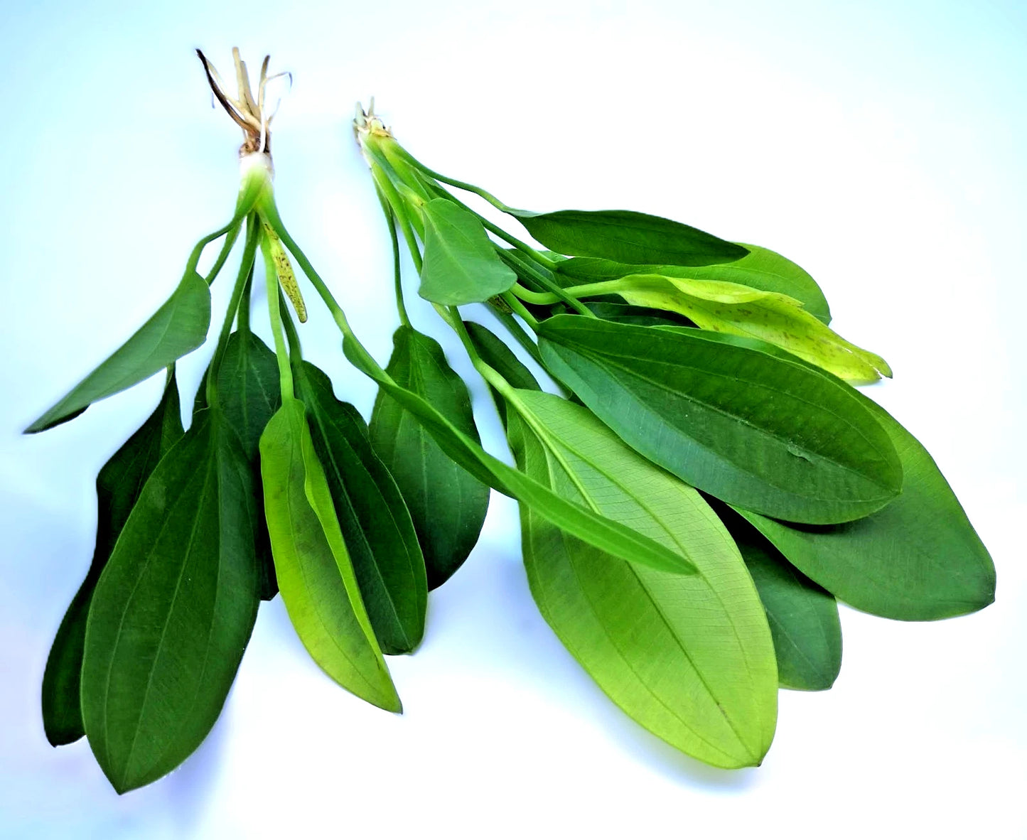 Echinodorus ‘Jaguar’ – Spotted Sword Aquarium Plant | Easy Live Freshwater Plant