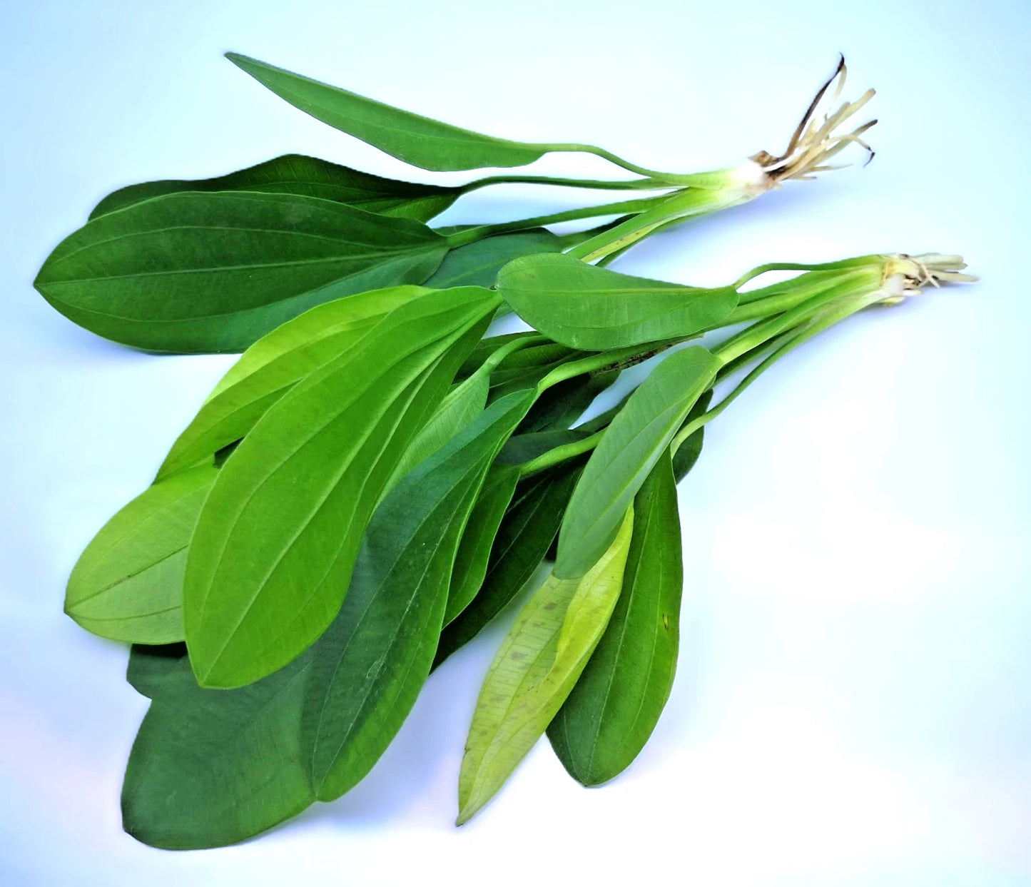 Echinodorus ‘Jaguar’ – Spotted Sword Aquarium Plant | Easy Live Freshwater Plant