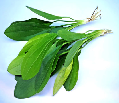 Echinodorus ‘Jaguar’ – Spotted Sword Aquarium Plant | Easy Live Freshwater Plant
