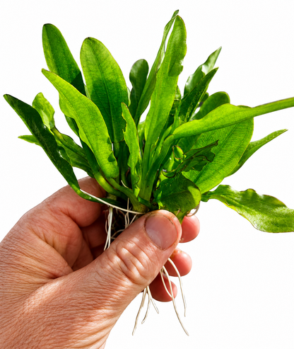 3 x Echinodorus Major Live Aquarium Plant Amazon Sword Freshwater Aquatic Plant
