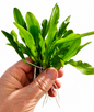 3 x Echinodorus Major Live Aquarium Plant Amazon Sword Freshwater Aquatic Plant