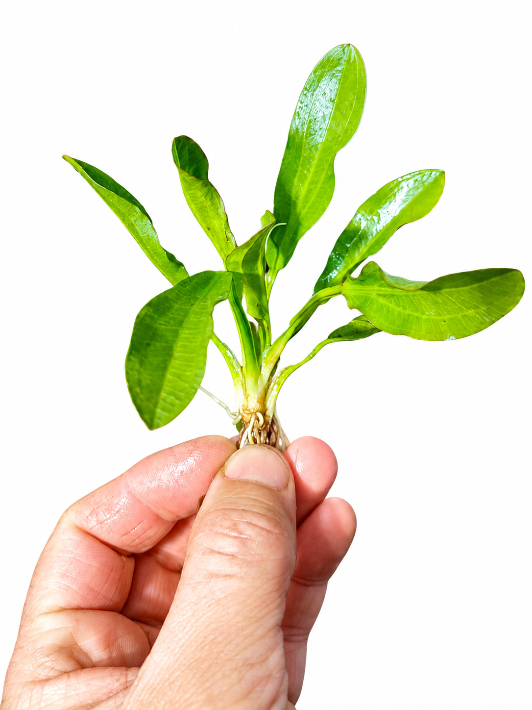 3 x Echinodorus Major Live Aquarium Plant Amazon Sword Freshwater Aquatic Plant
