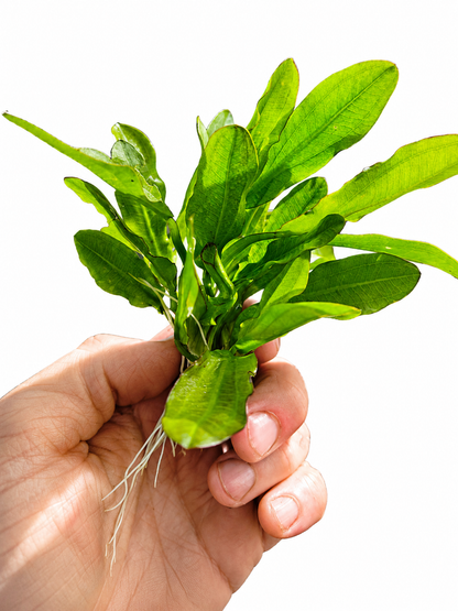 3 x Echinodorus Major Live Aquarium Plant Amazon Sword Freshwater Aquatic Plant