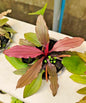 Echinodorus Miracle Live Aquarium Plant Red Green Sword – Tropical Aquarium RARE