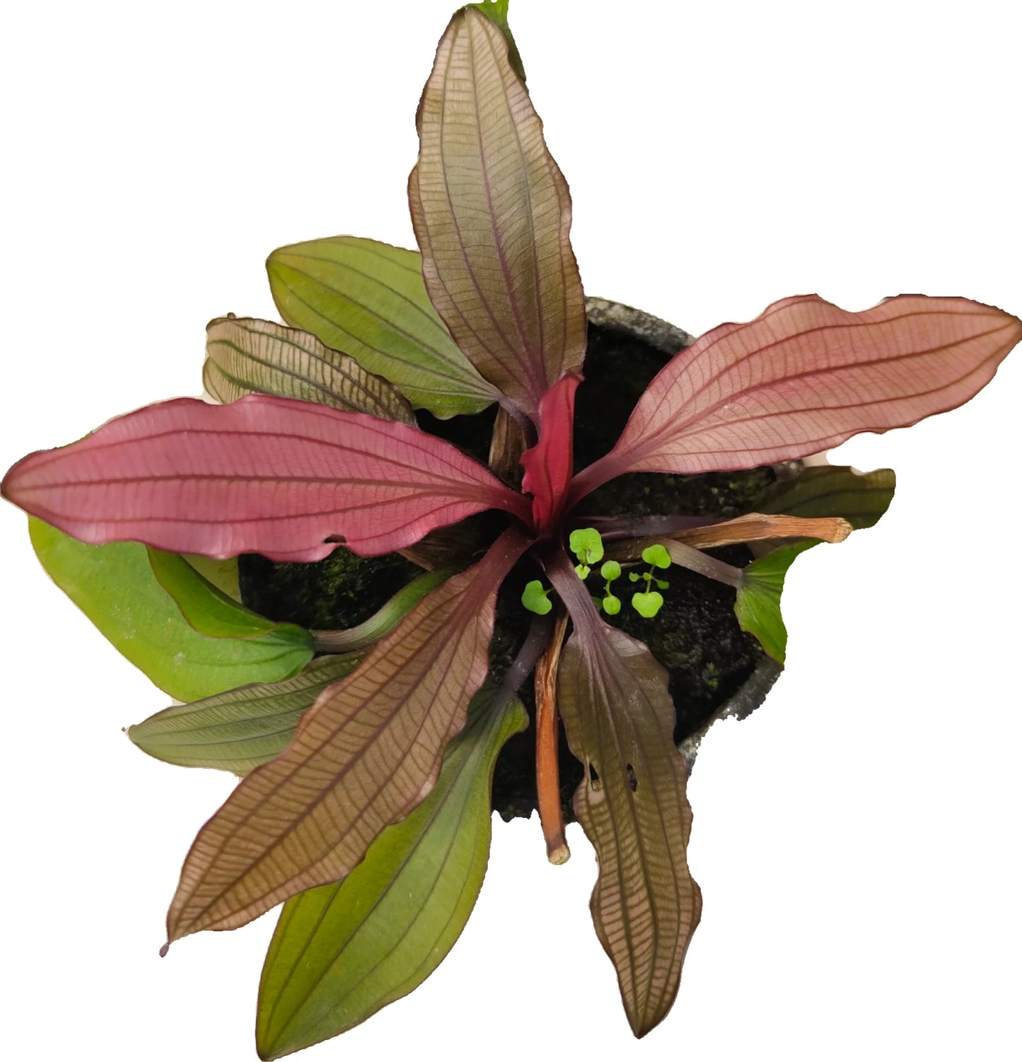 Echinodorus Miracle Live Aquarium Plant Red Green Sword – Tropical Aquarium RARE
