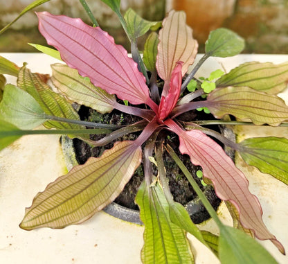 Echinodorus Miracle Live Aquarium Plant Red Green Sword – Tropical Aquarium RARE