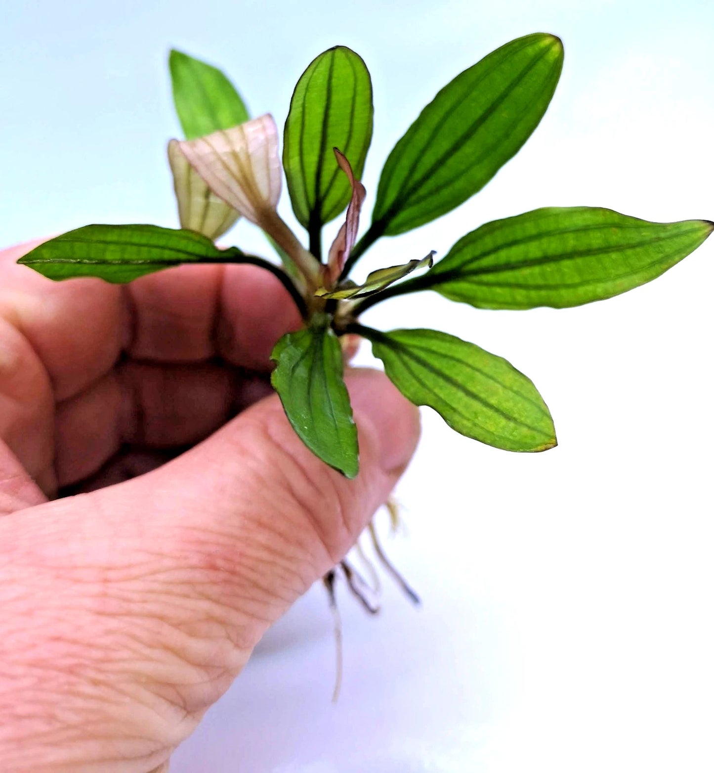 Echinodorus Miracle Live Aquarium Plant Red Green Sword – Tropical Aquarium RARE
