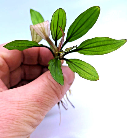 Echinodorus Miracle Live Aquarium Plant Red Green Sword – Tropical Aquarium RARE