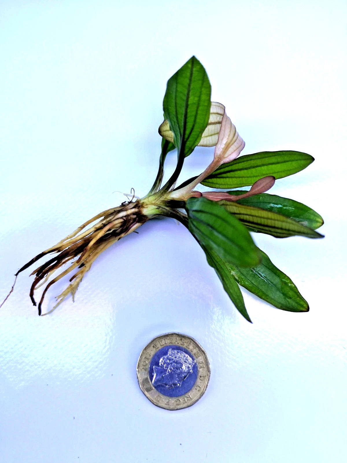 Echinodorus Miracle Live Aquarium Plant Red Green Sword – Tropical Aquarium RARE