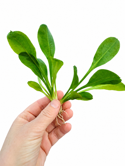 Echinodorus Parviflorus Amazon Sword Live Aquarium Plant Easy Freshwater