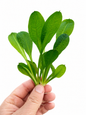 Echinodorus Parviflorus Amazon Sword Live Aquarium Plant Easy Freshwater
