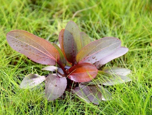 Echinodorus Red Chameleon x 1 Colour-Changing AMAZON SWORD Live Aquarium Plant