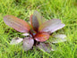 Echinodorus Red Chameleon x 1 Colour-Changing AMAZON SWORD Live Aquarium Plant