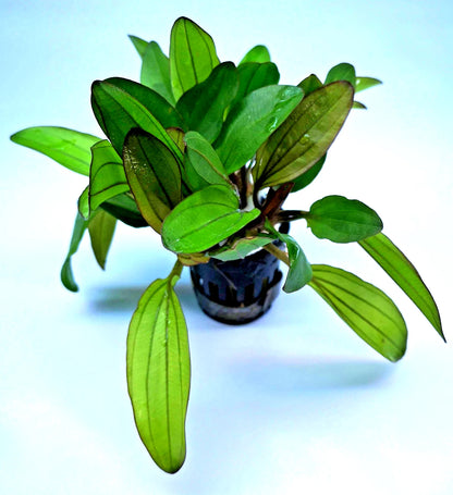 Echinodorus Red Chameleon x 1 Colour-Changing AMAZON SWORD Live Aquarium Plant