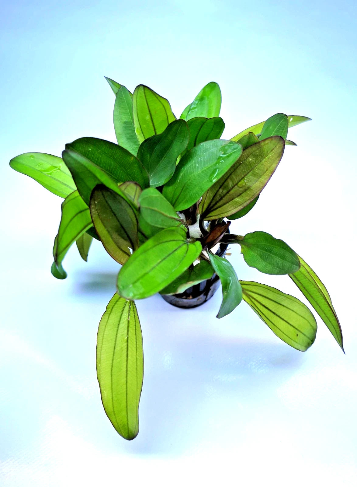 Echinodorus Red Chameleon x 1 Colour-Changing AMAZON SWORD Live Aquarium Plant