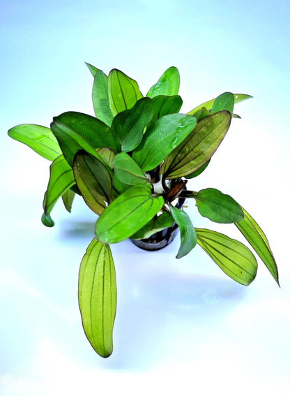 Echinodorus Red Chameleon x 1 Colour-Changing AMAZON SWORD Live Aquarium Plant