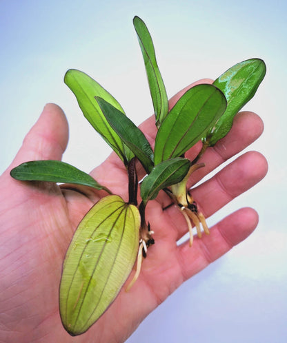 Echinodorus Red Chameleon x 1 Colour-Changing AMAZON SWORD Live Aquarium Plant