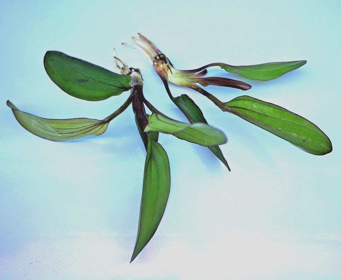 Echinodorus Red Chameleon x 1 Colour-Changing AMAZON SWORD Live Aquarium Plant
