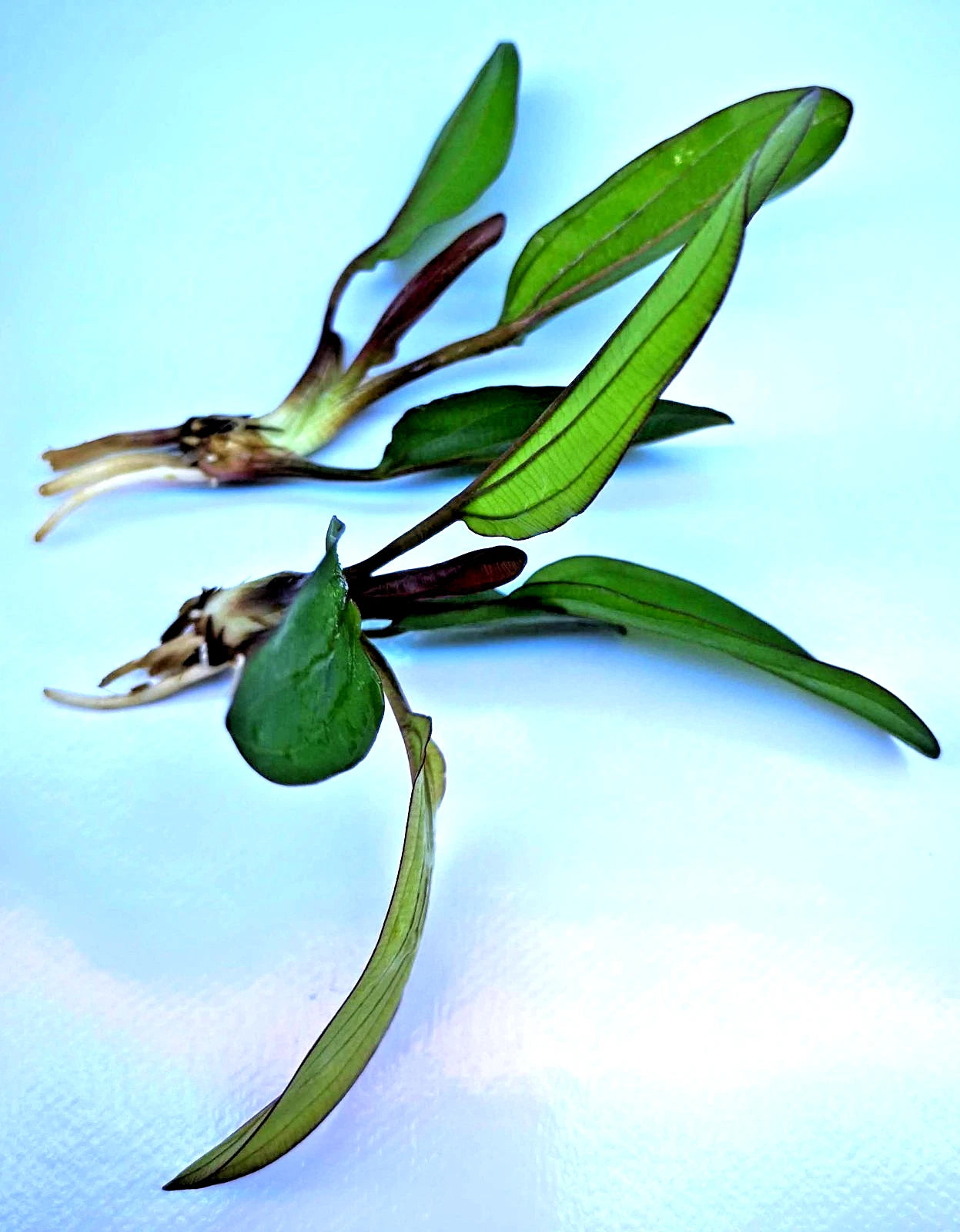 Echinodorus Red Chameleon x 1 Colour-Changing AMAZON SWORD Live Aquarium Plant