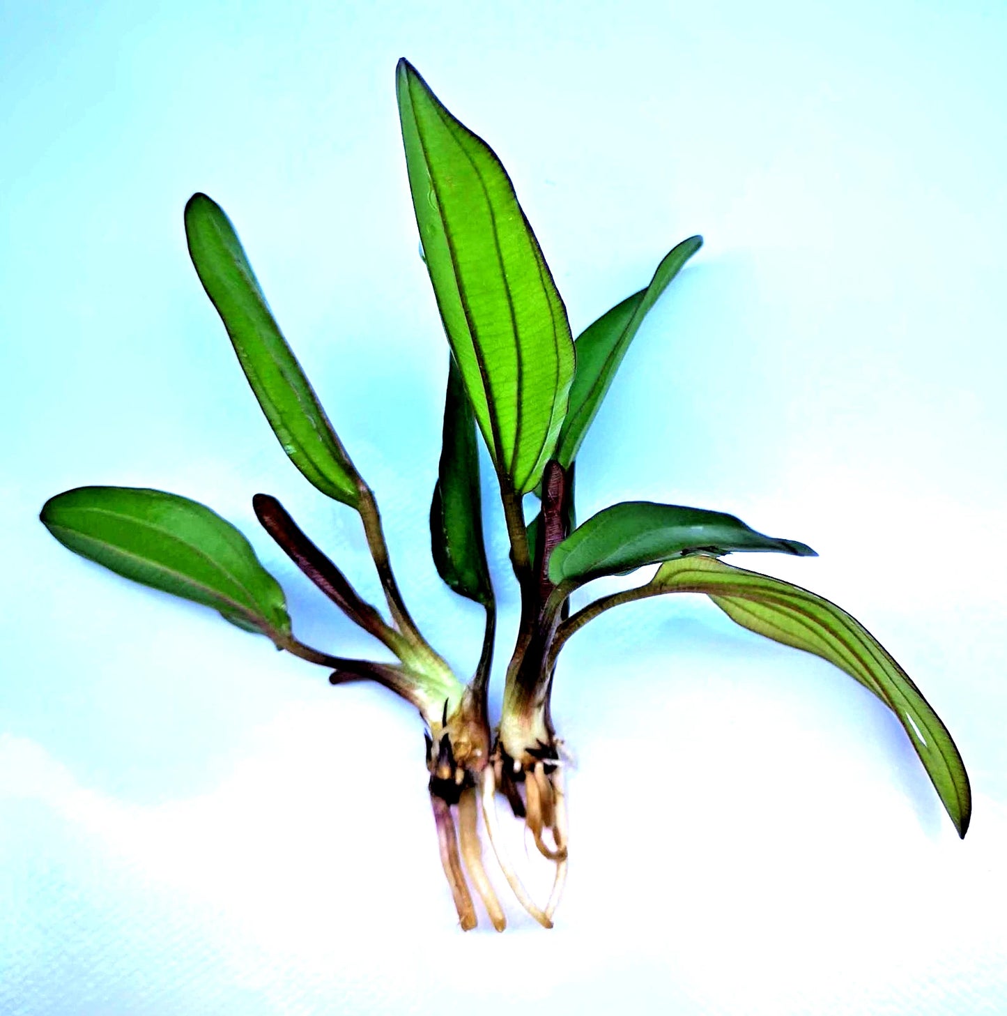 Echinodorus Red Chameleon x 1 Colour-Changing AMAZON SWORD Live Aquarium Plant