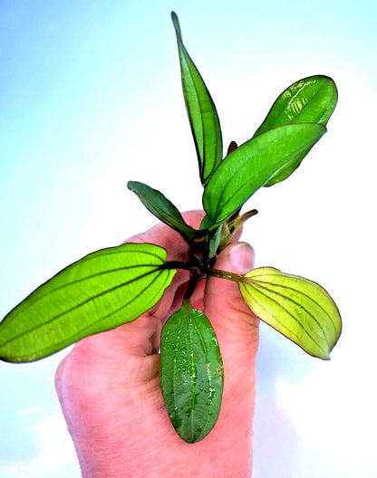 Echinodorus Red Chameleon x 1 Colour-Changing AMAZON SWORD Live Aquarium Plant