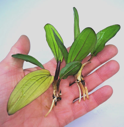 Echinodorus Red Chameleon x 1 Colour-Changing AMAZON SWORD Live Aquarium Plant